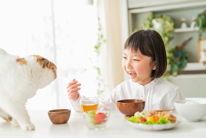 ご飯を食べる女の子に近づく猫