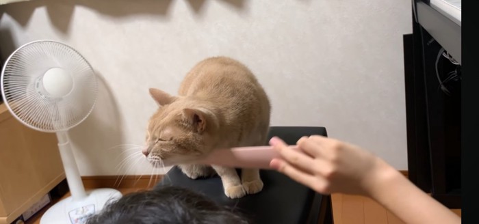 横を向く猫