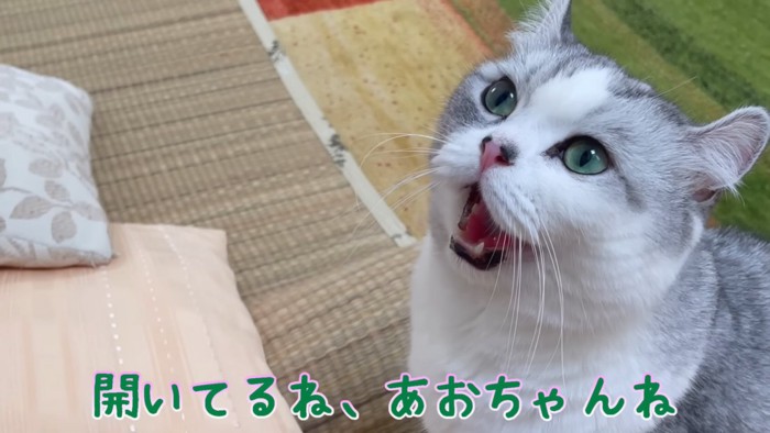 口を開けて上を見る猫