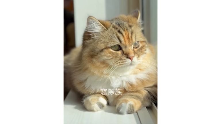 窓際の猫