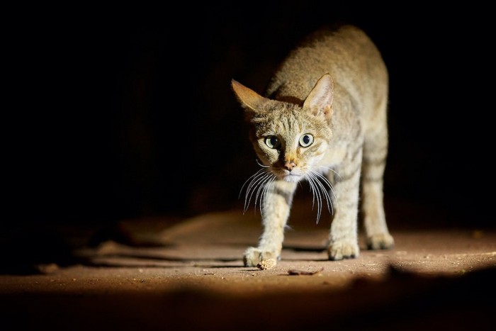 暗闇の中でこちらに向かって歩いてくる猫