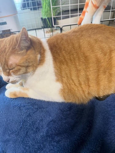 寝ている猫