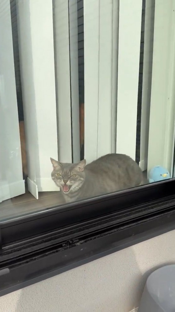 威嚇する猫