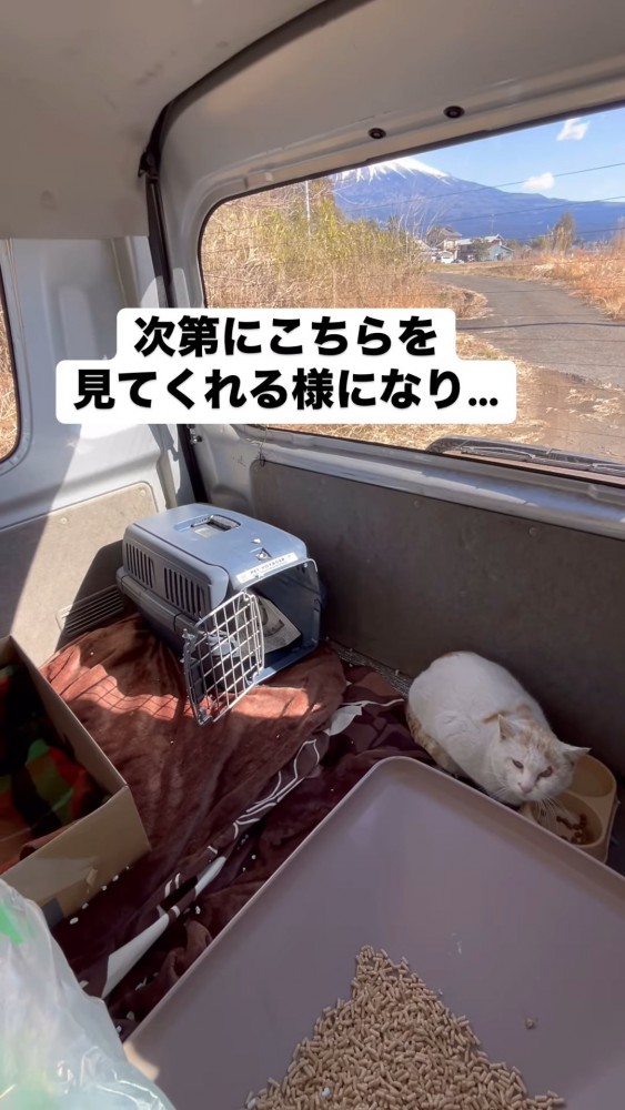 カメラ目線の猫