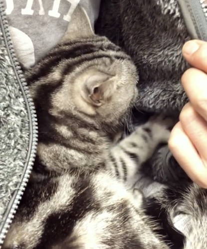 パパの胸に抱かれるアメリカンショートヘア