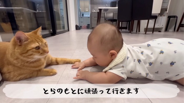 近づく赤ちゃんと猫