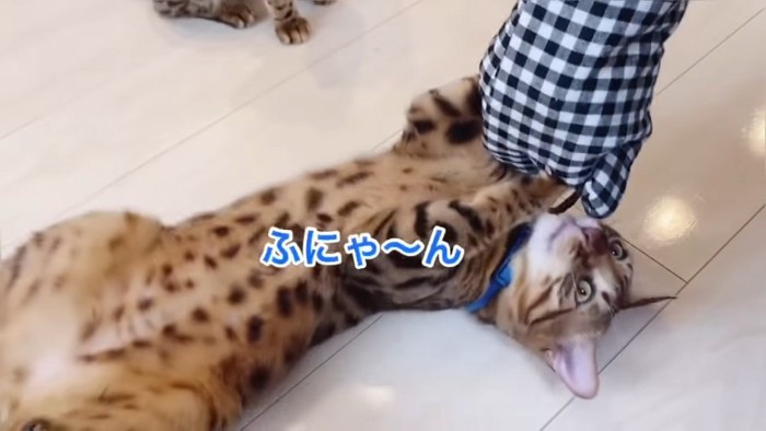 仰向けになる猫