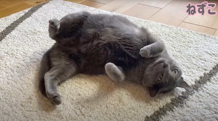 転がるグレー猫