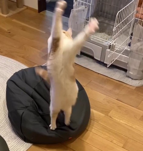 宙に浮いた猫じゃらしに前足を伸ばす猫