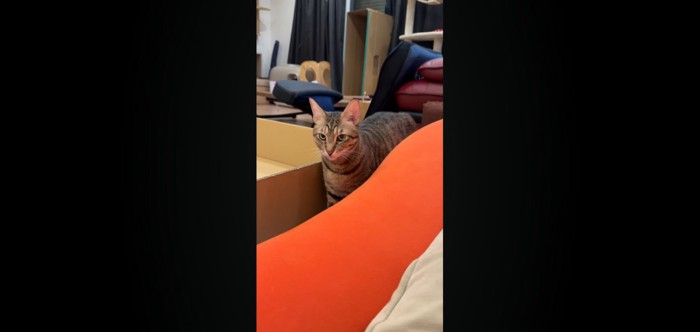 バック