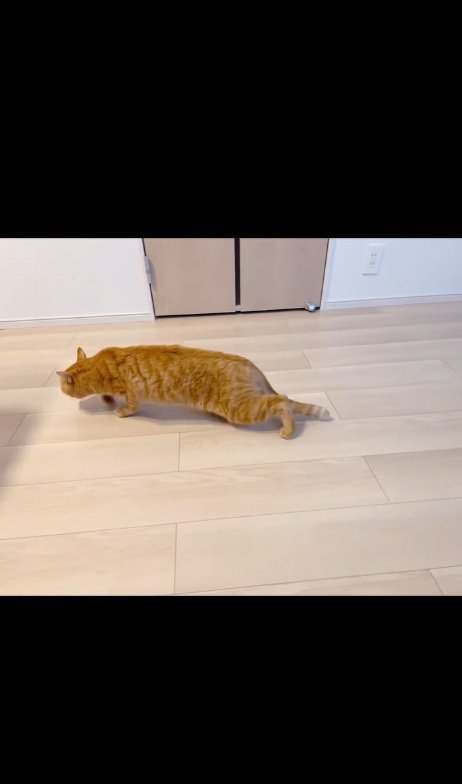 歩く猫