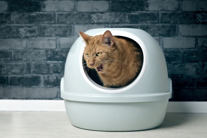 トイレに入って不機嫌そうに鳴いている猫
