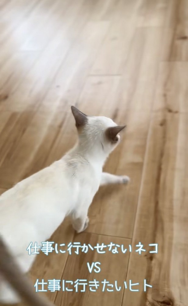 飼い主さんに行かないでアピールをする子猫