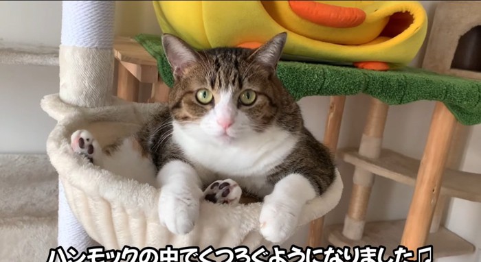 ハンモックの中の猫