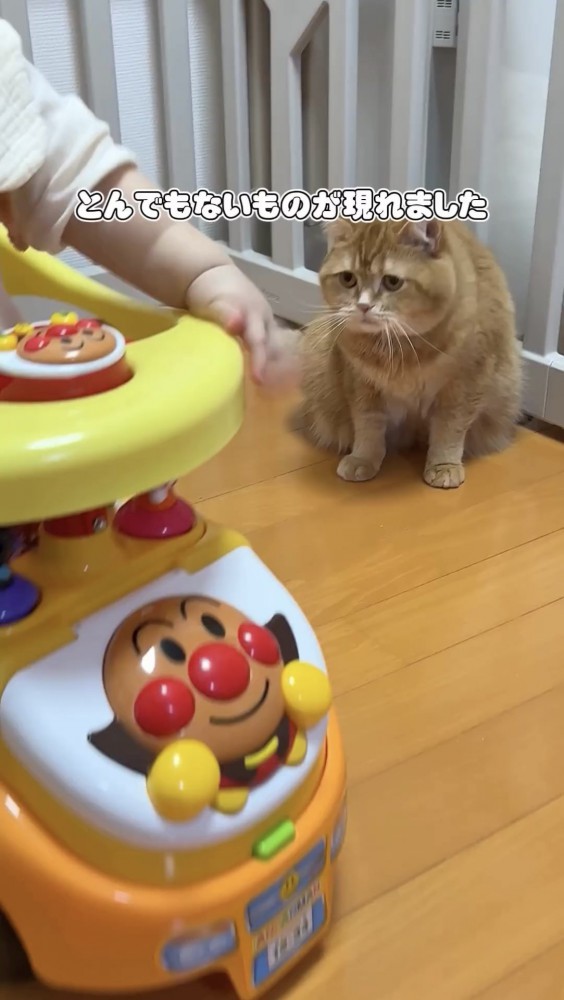 車を見る猫