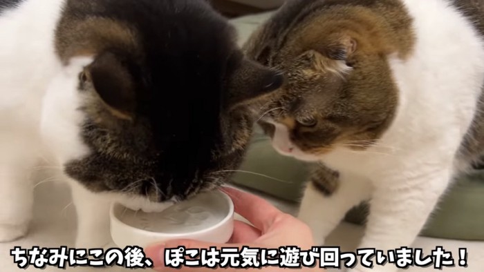 おやつを食べる2匹の猫