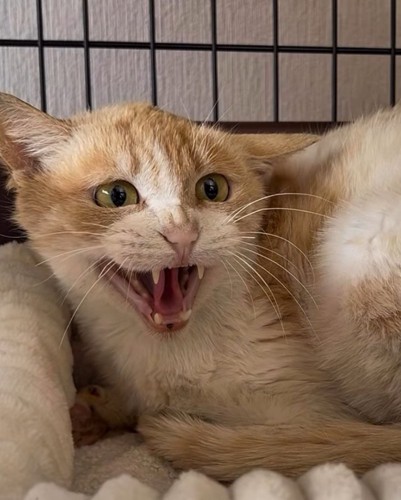 飼い主に威嚇をする猫