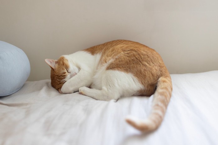 眠る猫
