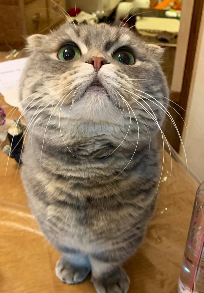 ドヤ顔の猫