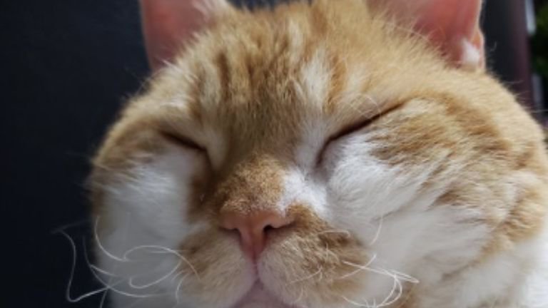 猫のヒゲ