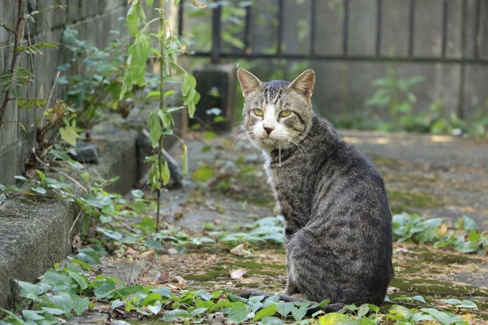 ヨダレを垂らしながらこちらを見る猫