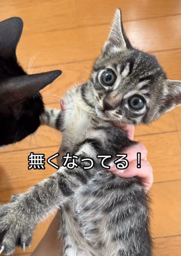 キジトラの子猫