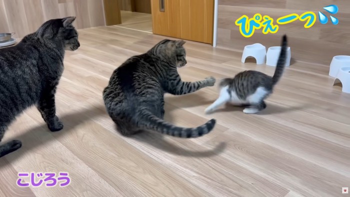 テロップ「こじろう ぴぇーっ」