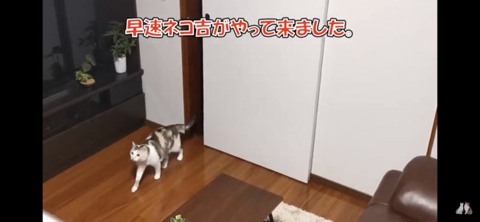 ネコ吉ちゃんが来る