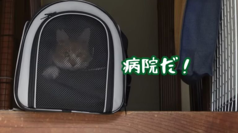 キャリーの中で暴れる猫