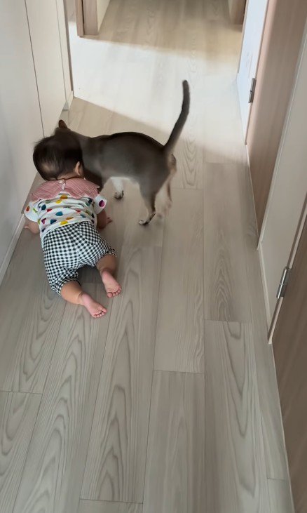 猫とハイハイする赤ちゃん