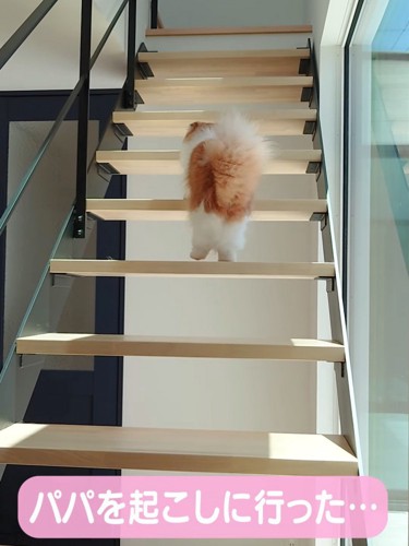 階段にいる猫の後ろ姿