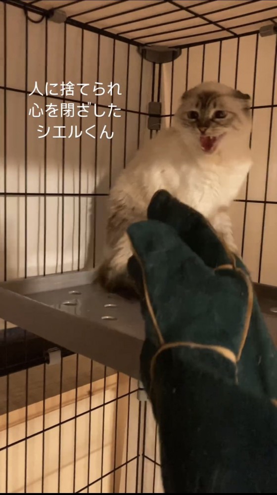 威嚇する猫