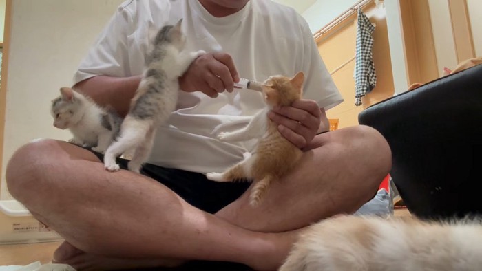 飼い主さんの太ももに座っている子猫、腕に手を乗せ立ち上がる子猫、シリンジで食事をもらっている茶白の子猫