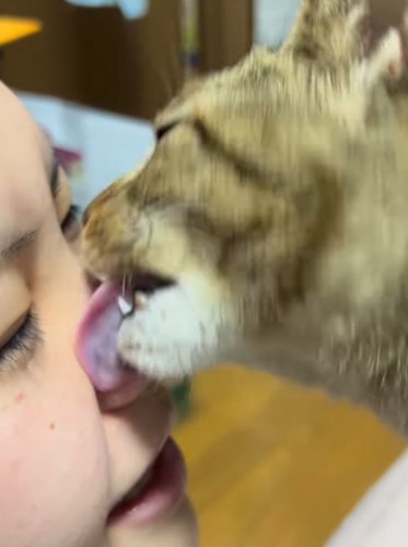 飼い主の鼻を舐める猫