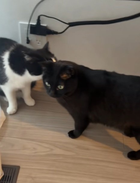 黒猫の毛づくろいをするハチワレ猫