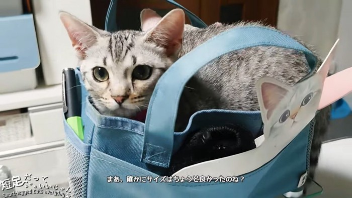 バッグに入る猫