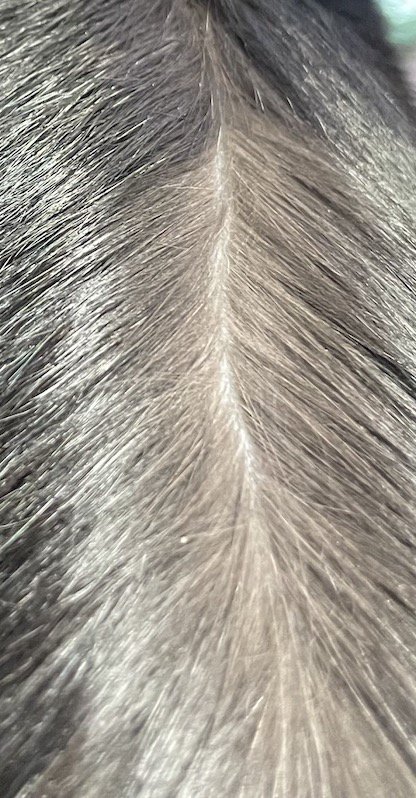 分け目を作られた猫の背中の毛