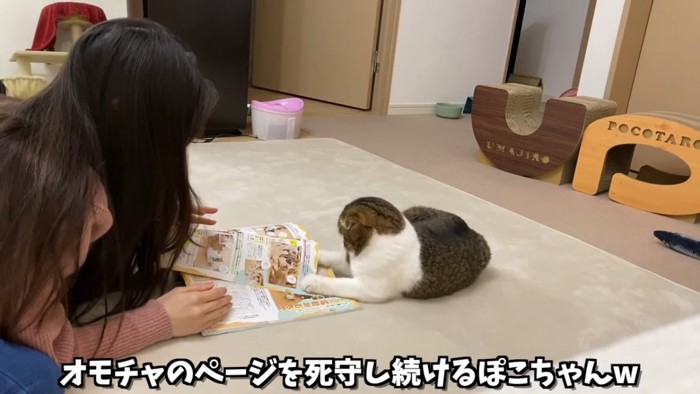 ページを押さえる猫