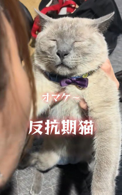 完全に目を閉じた猫