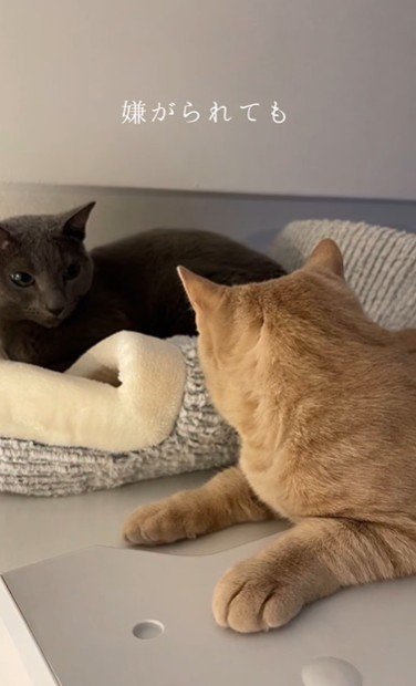 並んで座っている2匹の猫