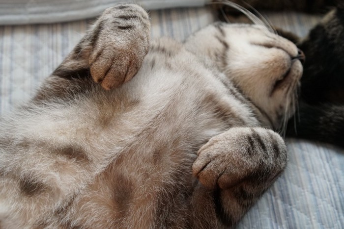 うらめしやポーズをする猫