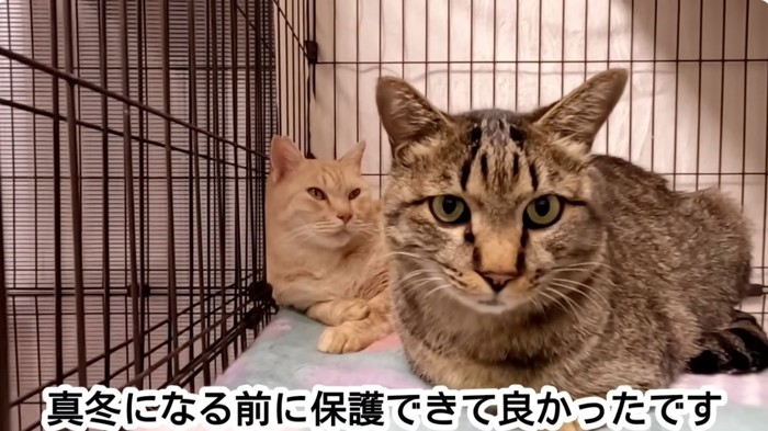 ケージの中のキジトラ猫と茶トラ猫