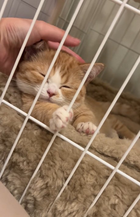 ケージの中で頭をなでられている子猫