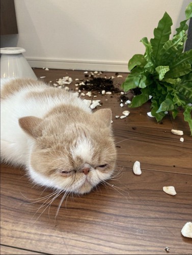 倒れた植物の横で目を瞑り伏せをしている猫