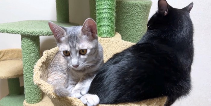 黒猫の背中とシルバータビーの正面