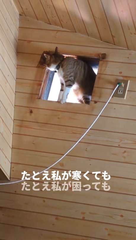 部屋の上部に開いた穴から周囲を観察する猫