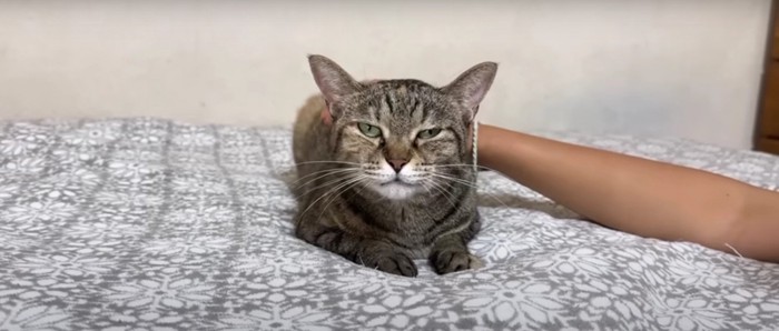 人に撫でられている猫