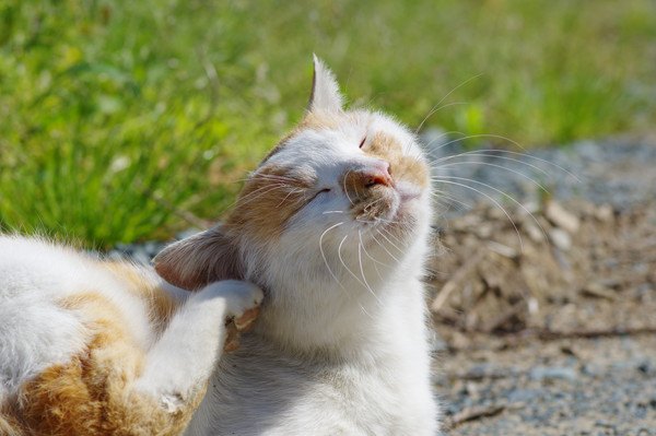 耳を掻く猫