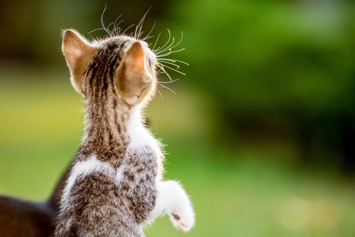窓の外に注意を向ける子猫