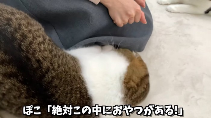 スカートを掘る猫